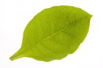 Feuille de tabac